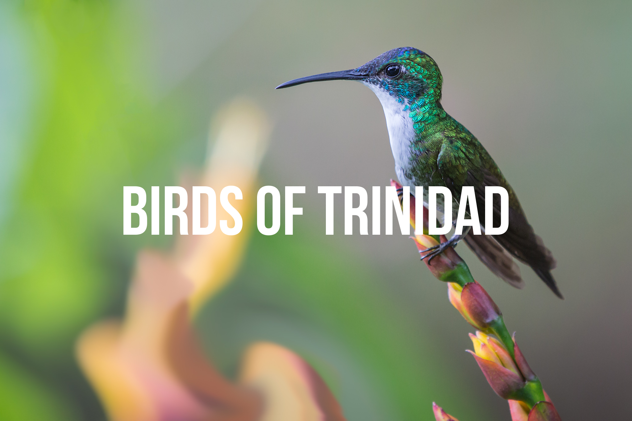 Birds of Trinidad
