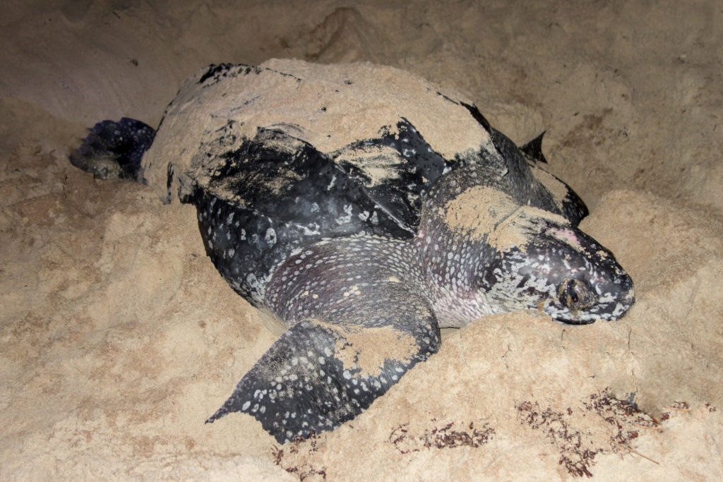 "The trance". Nesting Leatherback in the process of laying eggs. 