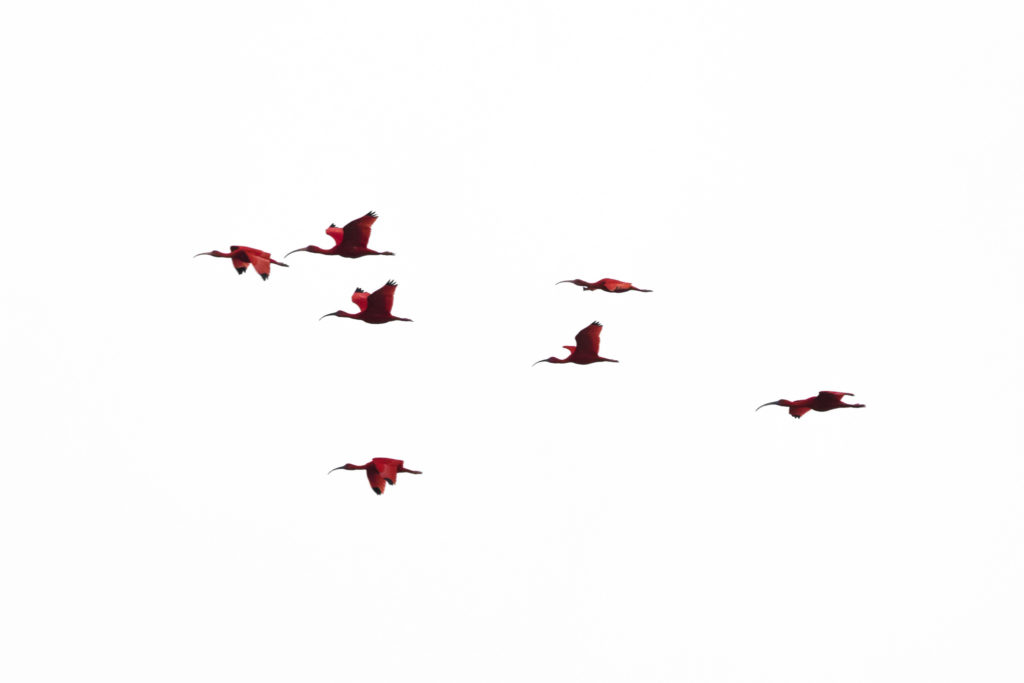 Scarlett Ibis (Eudocimus ruber) in flight over Caroni swamp