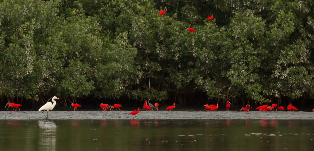 Scarlett Ibis heading in to roost