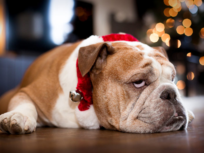 Grump Christmas Dog